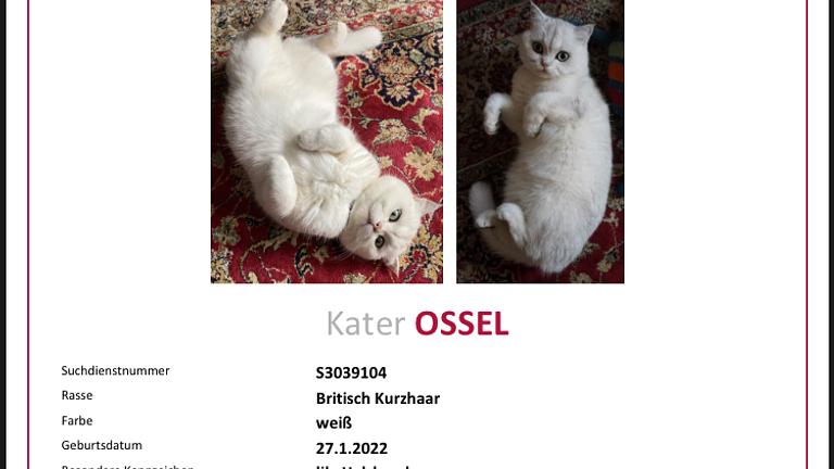 Katze Vermisst!