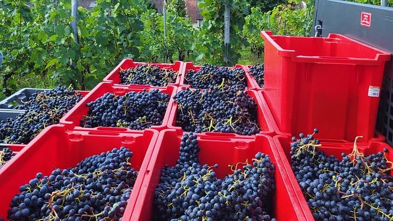 Weinlese Sept-Okt 2026