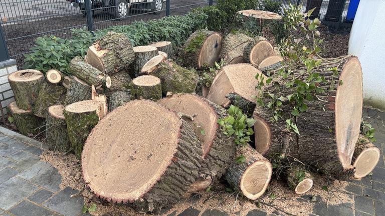 Verkauf von Eichen-Stammholz