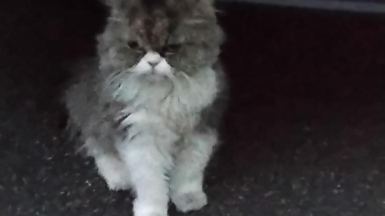 Perserkatze Lily gesucht