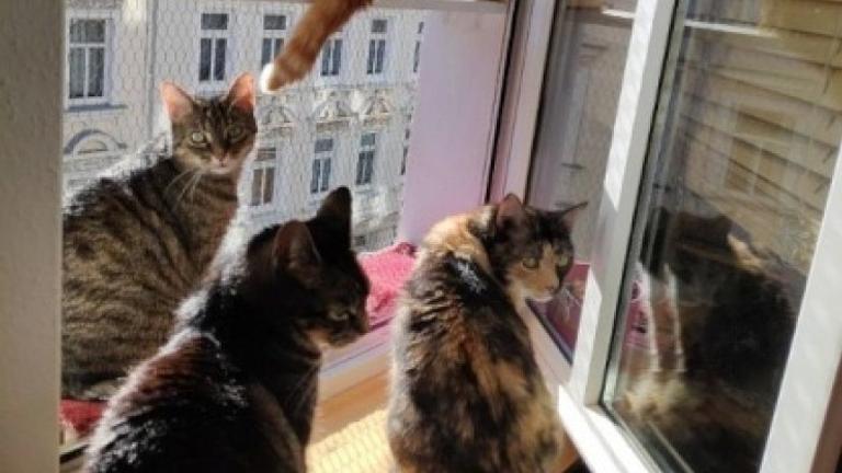 WG in Altlindenau (queerfeminist, antifascist) with Cats! 🐈