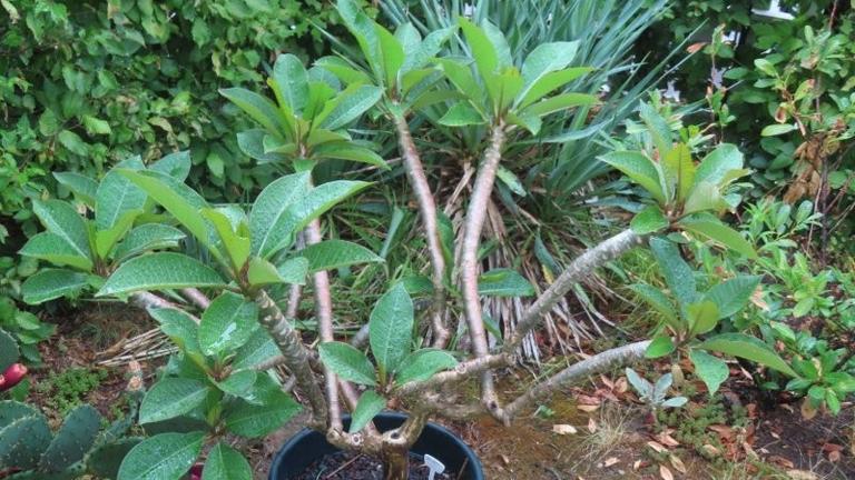 Tempelbaum Plumeria / Frangipani