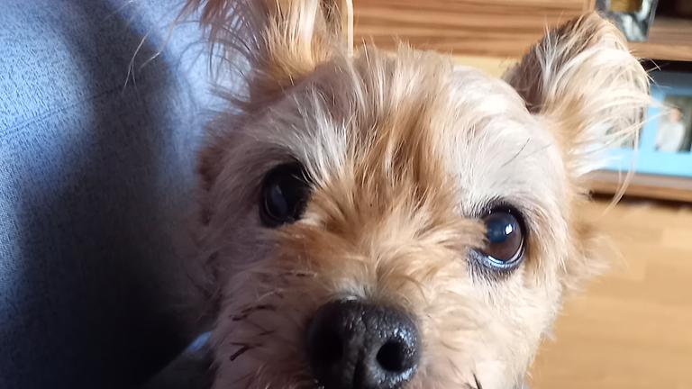 suche Zimmer in einer Notlage für mich und meinen Hund