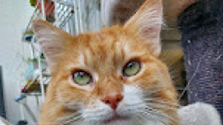 Filderstadt - nahe Stuttgart - Katzenbetreuung gesucht mit Wohnmöglichkeit