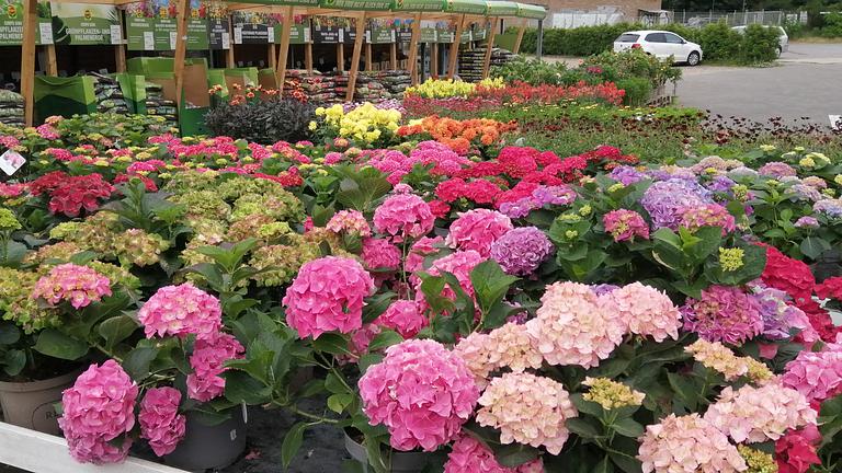 Gartenhelfer hilft in Meerbusch im Garten