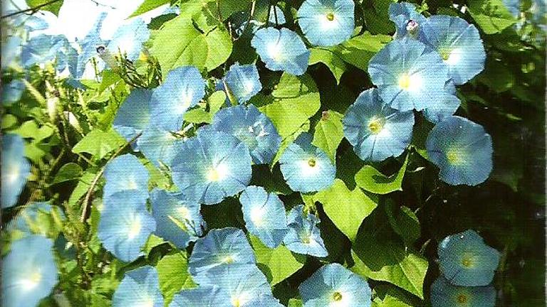 Verschenke Samen der blauen Kaiserwinde aus Nachzucht !