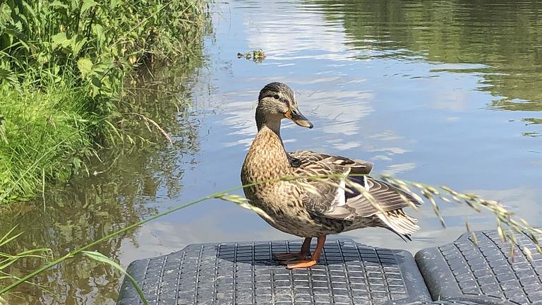 Sommerjob beim Bootsverleih am Leipziger Eck