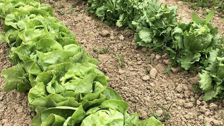 Vorschaubild Gartenparzelle für Gemüseanbau | inkl. Wasser und Werkzeug 👩‍🌾👨‍🌾