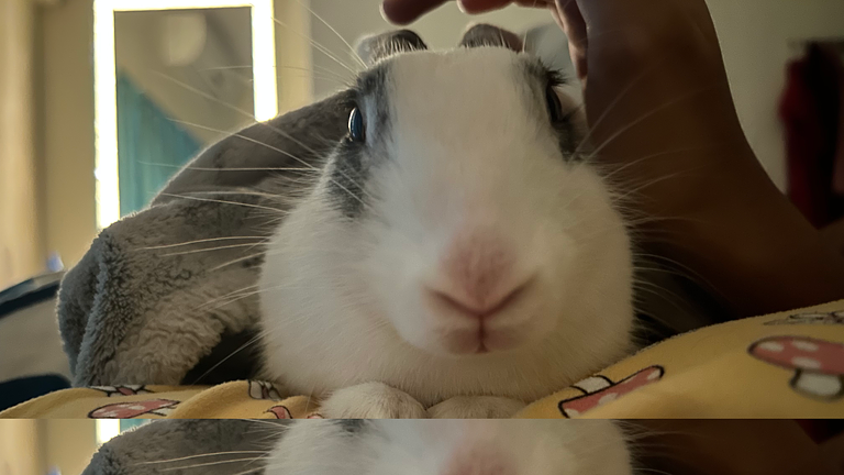 Kaninchenbetreuung angeboten