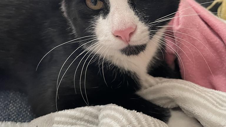 Freigänger-Katerbaby sucht neues zu Hause
