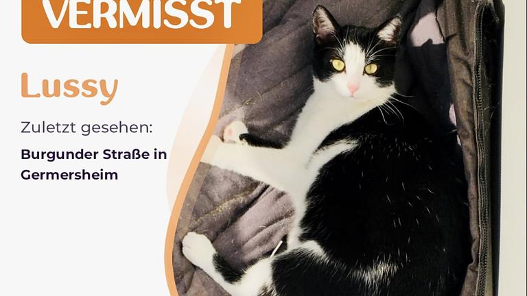 Vorschaubild Katze entlaufen - vermisst 