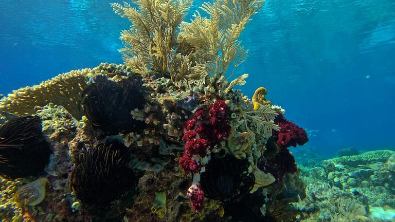 Abenteuerurlaub Raja Ampat / Bali, Indonesien