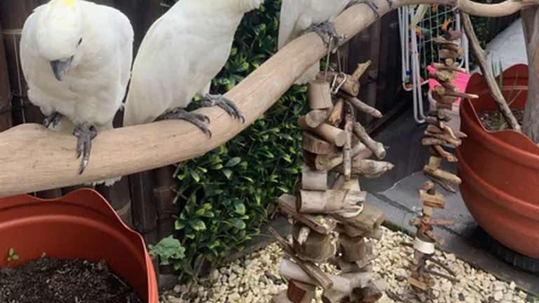 Vorschaubild Handzahme Gelbhaubenkakadu papagei