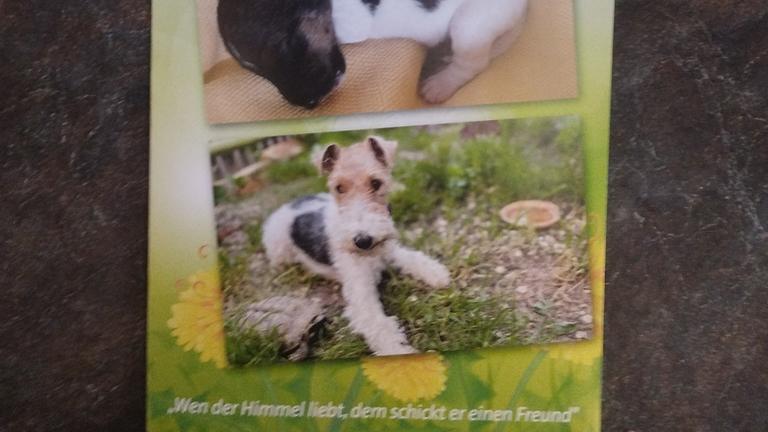 Drahthaar-Foxterrier 2. Wurf vom Zwinger "vom Meißner Reebenhang"