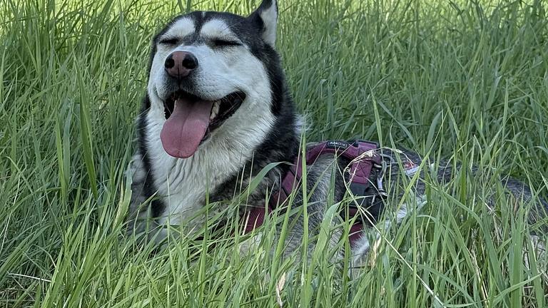 Hundebetreuung in Coburg gesucht