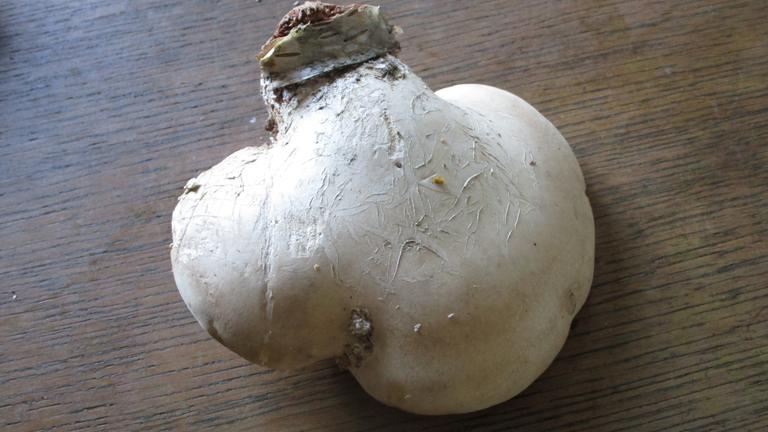 Verschenke junge Birkenporlinge (Vitalpilz, Heilpilz)
