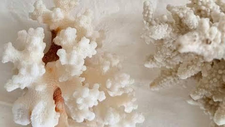 Kostenlose Wachreste zu verschenken