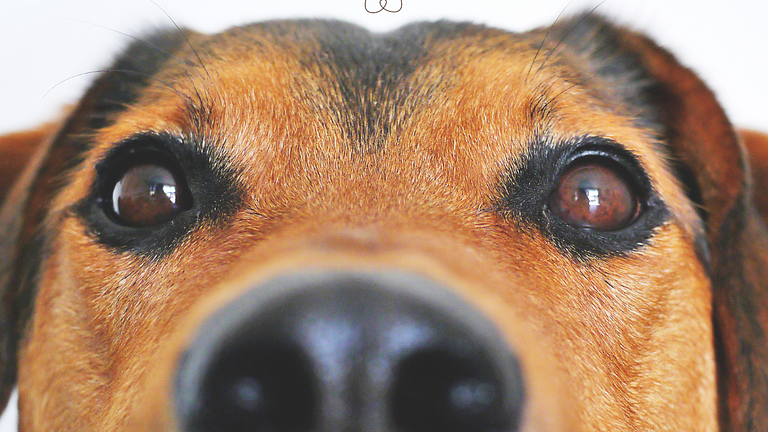 Vorschaubild Content Creator*in mit Hund bei DATEDOGTER 