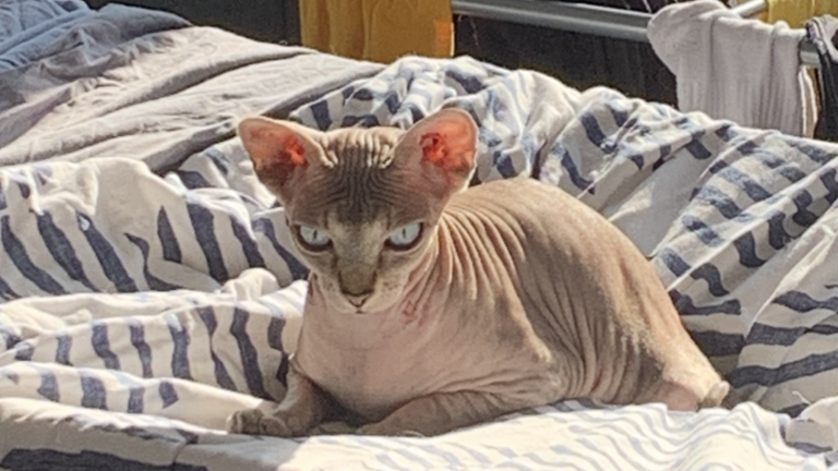 Nackt Katze