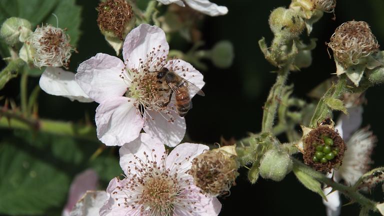 Vorschaubild Lust auf Garten?